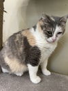 adoptable Cat in Markham, ON named Tessie - Sponsored by Alexandra Tesluk-Gibson