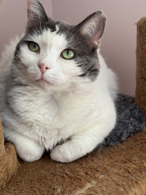 Photo of Willow - Sponsored by Andrea D. (Walli)