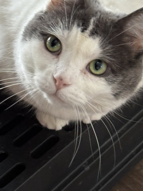 Photo of Willow - Sponsored by Andrea D. (Walli)