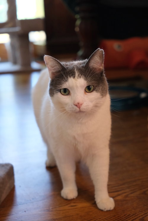 WILLOW - SPONSORED BY ANDREA D. (WALLI) - Domestic Short Hair available for adoption