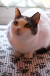 Willow - Sponsored by Andrea D. (Walli) - Photo 2