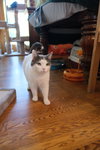 Willow - Sponsored by Andrea D. (Walli) - Photo 3