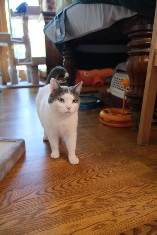 Photo of Willow - Sponsored by Andrea D. (Walli)