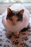 Willow - Sponsored by Andrea D. (Walli) - Photo 4