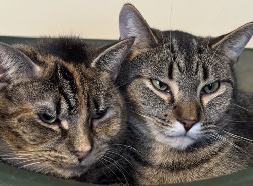Photo of Taffy - - Sponsored by Angela & Mario