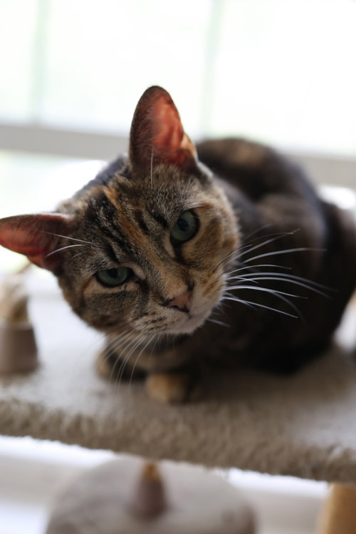 Photo of Taffy - - Sponsored by Angela & Mario