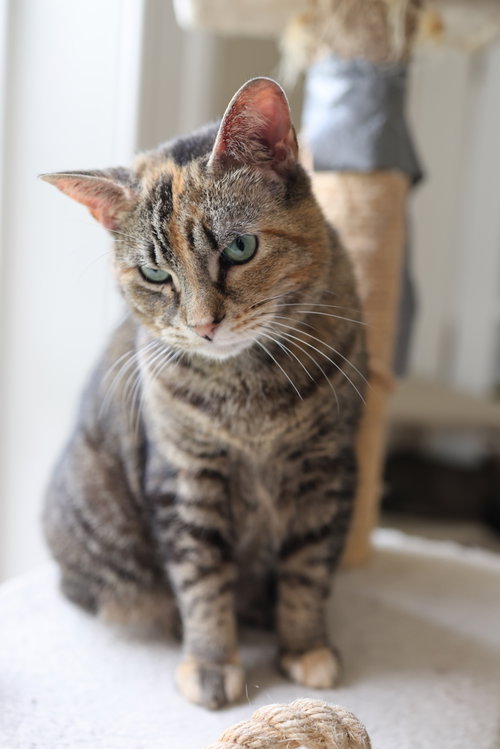 Photo of Taffy - - Sponsored by Angela & Mario