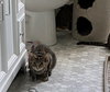 Taffy -  - Sponsored by Angela & Mario - Photo 3