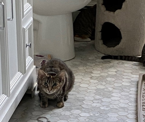Photo of Taffy - - Sponsored by Angela & Mario