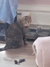Taffy -  - Sponsored by Angela & Mario - Photo 2