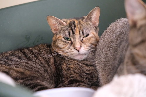 TAFFY -  - SPONSORED BY ANGELA & MARIO - Domestic Short Hair available for adoption