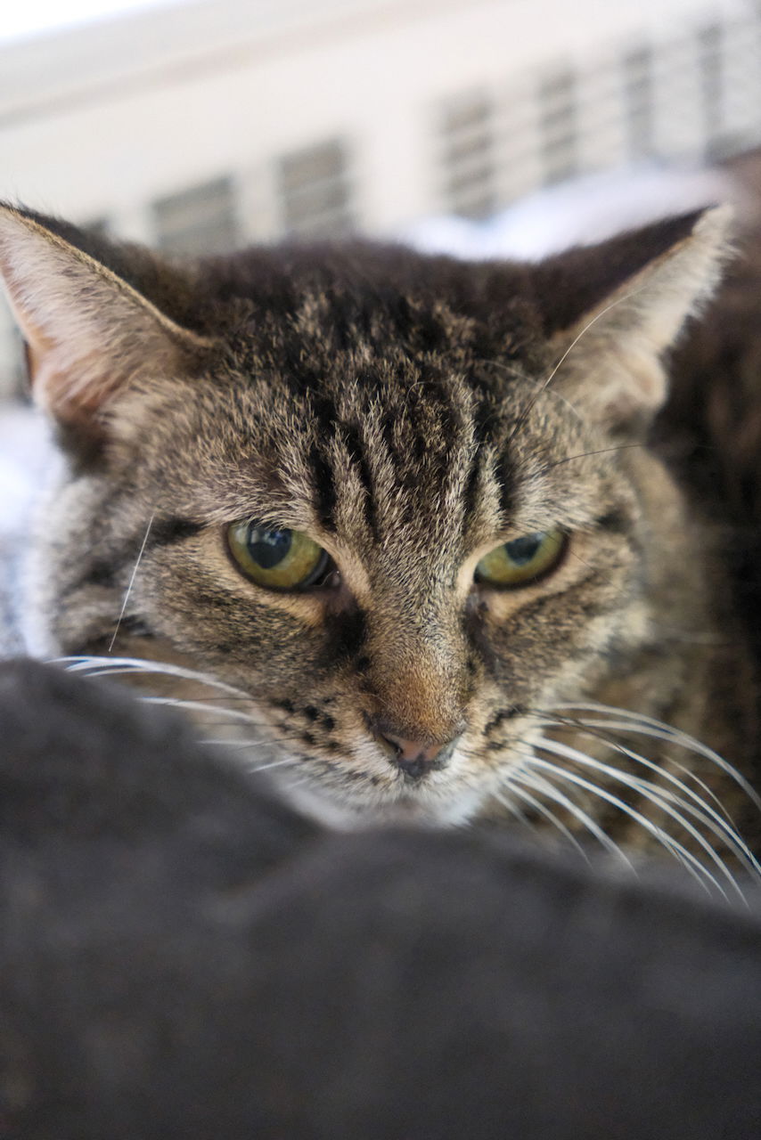 adoptable Cat in Markham, ON named Quinn