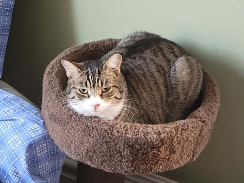 THEODORE - Domestic Short Hair / Tabby available for adoption