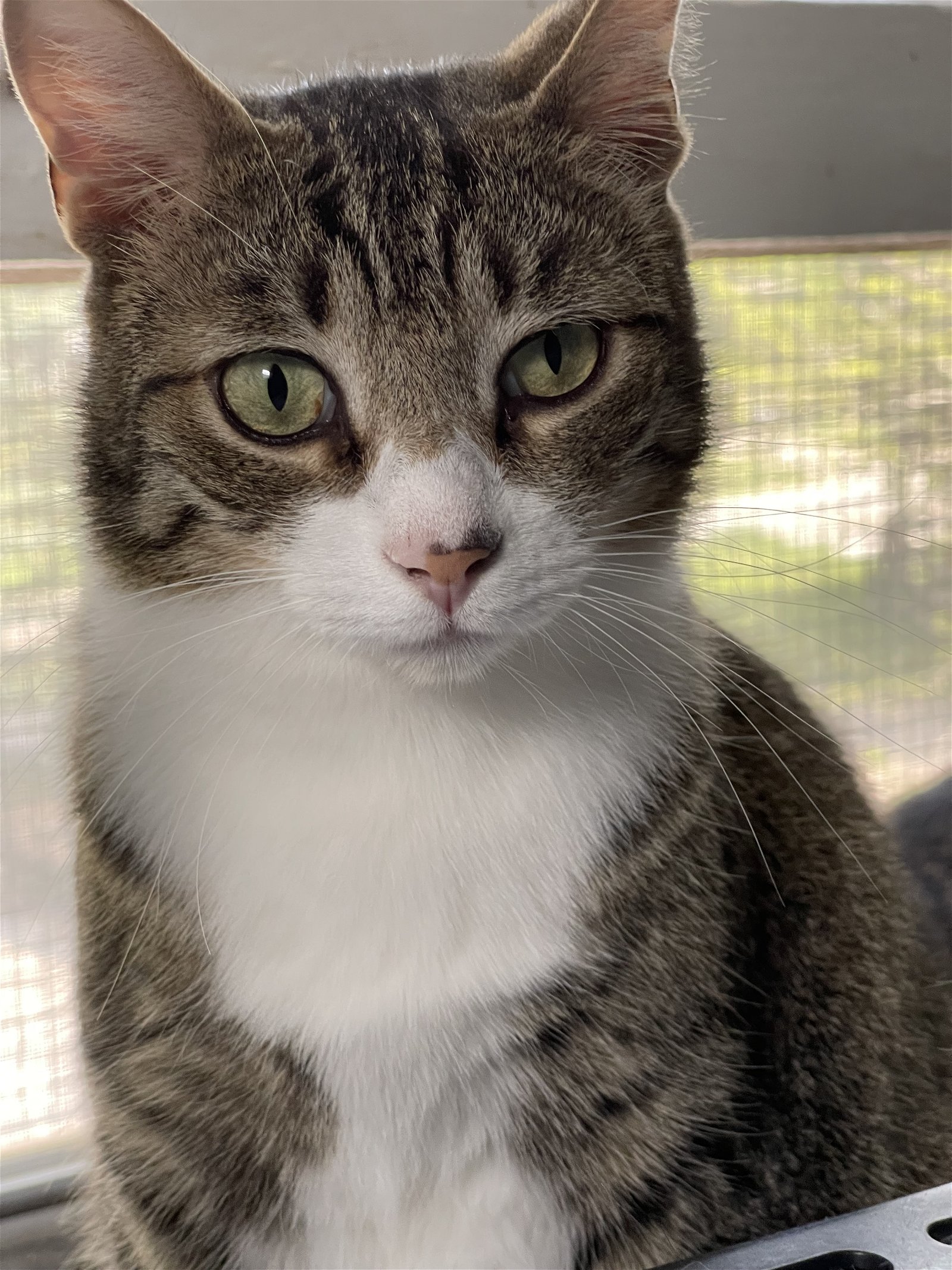 adoptable Cat in Markham, ON named Theodore