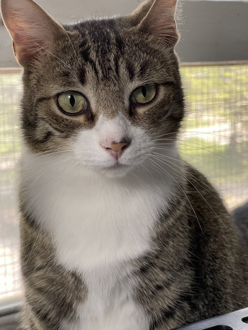 THEODORE - Domestic Short Hair / Tabby available for adoption