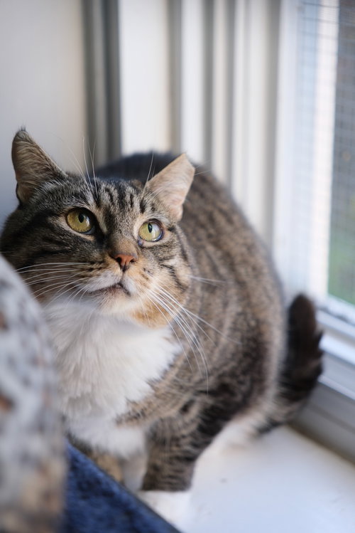 Photo of Theodore - Sponsored by Shawnne P.