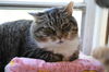 adoptable Cat in , ON named Louise - Sponsored by Eliza C.