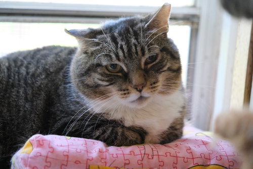 LOUISE - SPONSORED BY ELIZA C. - Domestic Short Hair / Tabby available for adoption