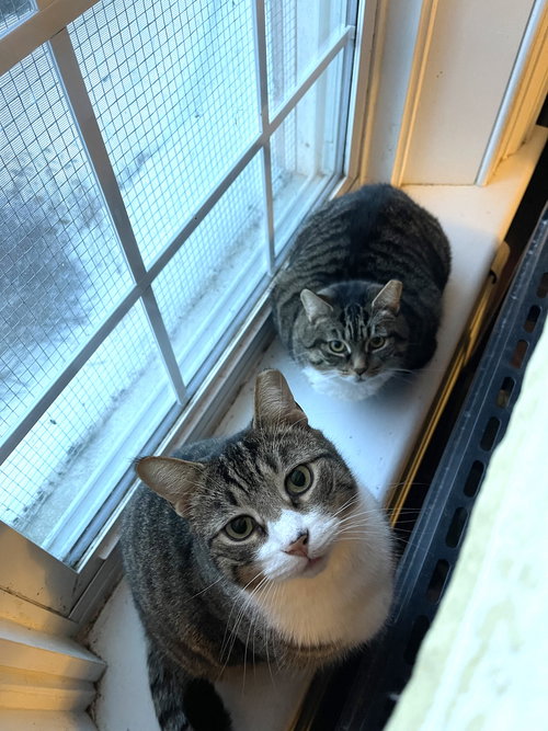 LOUISE - SPONSORED BY ELIZA C. - Domestic Short Hair / Tabby available for adoption