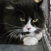 Sylvester - Sponsored by  Sue H. - Photo 2