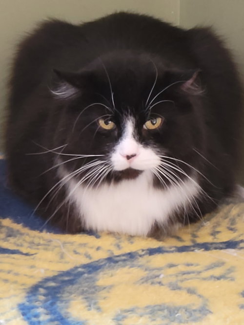 SYLVESTER - SPONSORED BY  SUE H. - Domestic Long Hair available for adoption