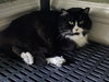 Sylvester - Sponsored by  Sue H. - Photo 3