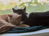 Grover - Photo 4
