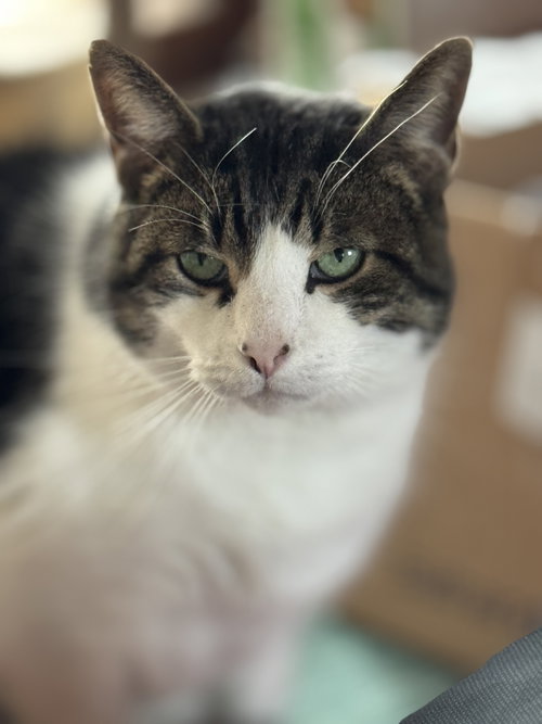 Photo of Grover