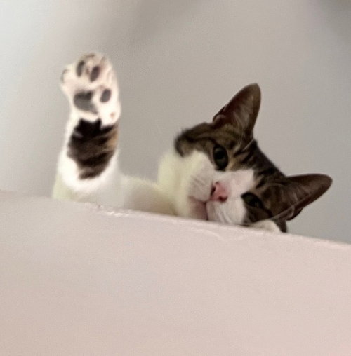 Photo of Grover