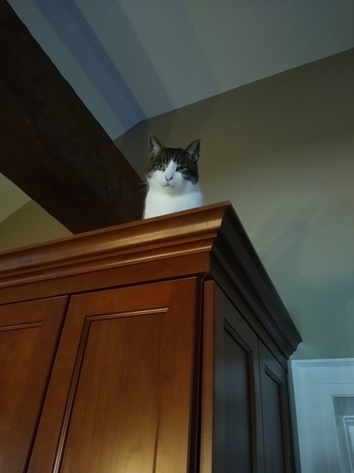 Photo of Grover