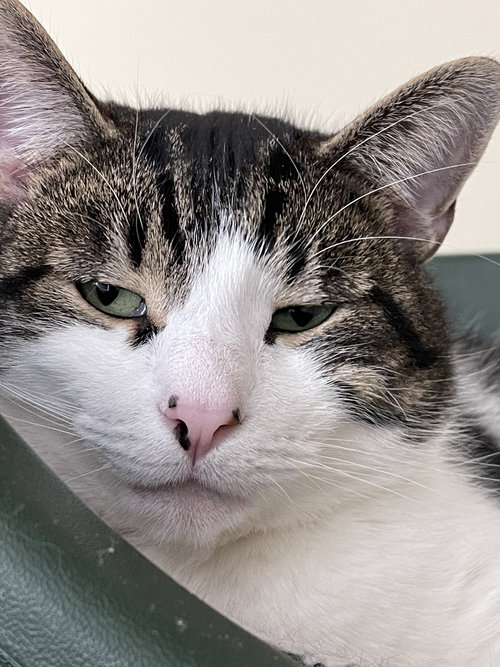 GROVER - Domestic Short Hair available for adoption