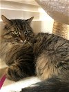 adoptable Cat in  named Charlie Sponsored by Andrea D. (Walli)