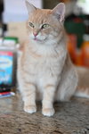 Fonzie - Sponsored by Anne Chu - Photo 1