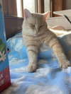 Fonzie - Sponsored by Anne Chu - Photo 2