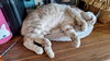 Fonzie - Sponsored by Anne Chu - Photo 4
