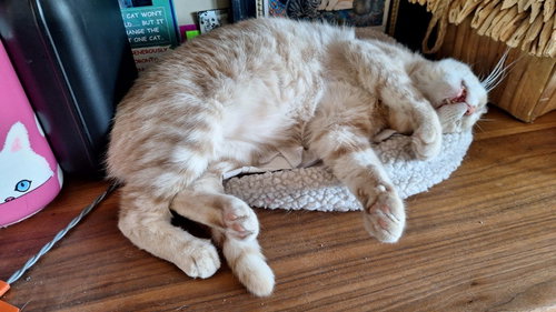 Photo of Fonzie - Sponsored by Anne Chu