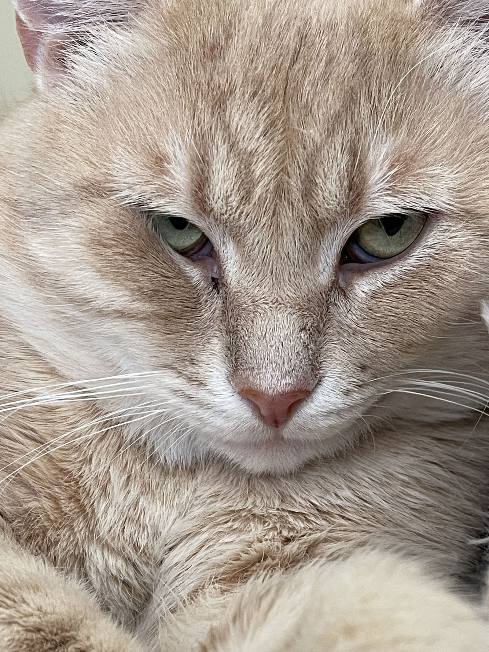 adoptable Cat in Markham, ON named Fonzie - Sponsored by Anne Chu