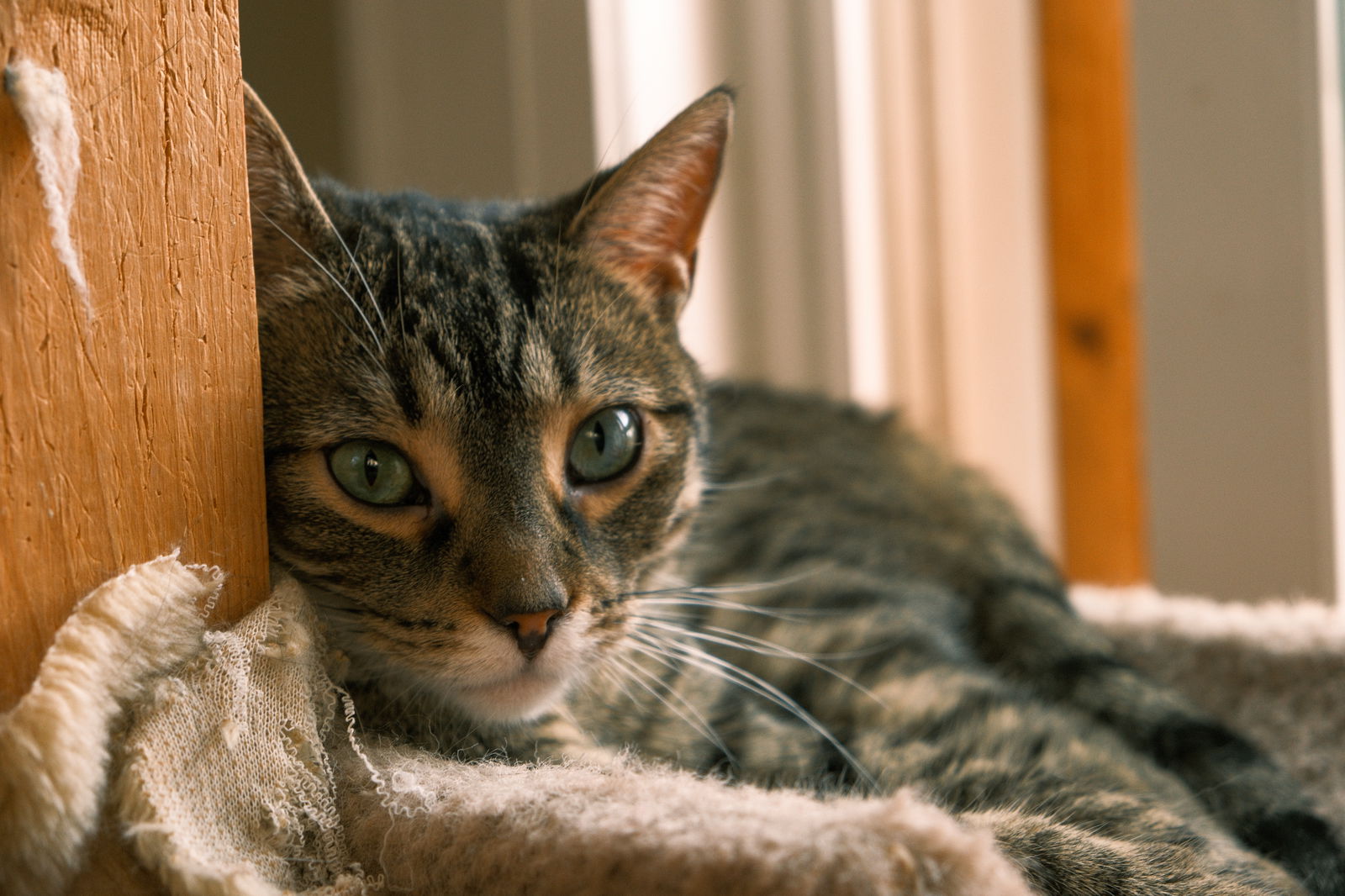 adoptable Cat in Markham, ON named Gemma