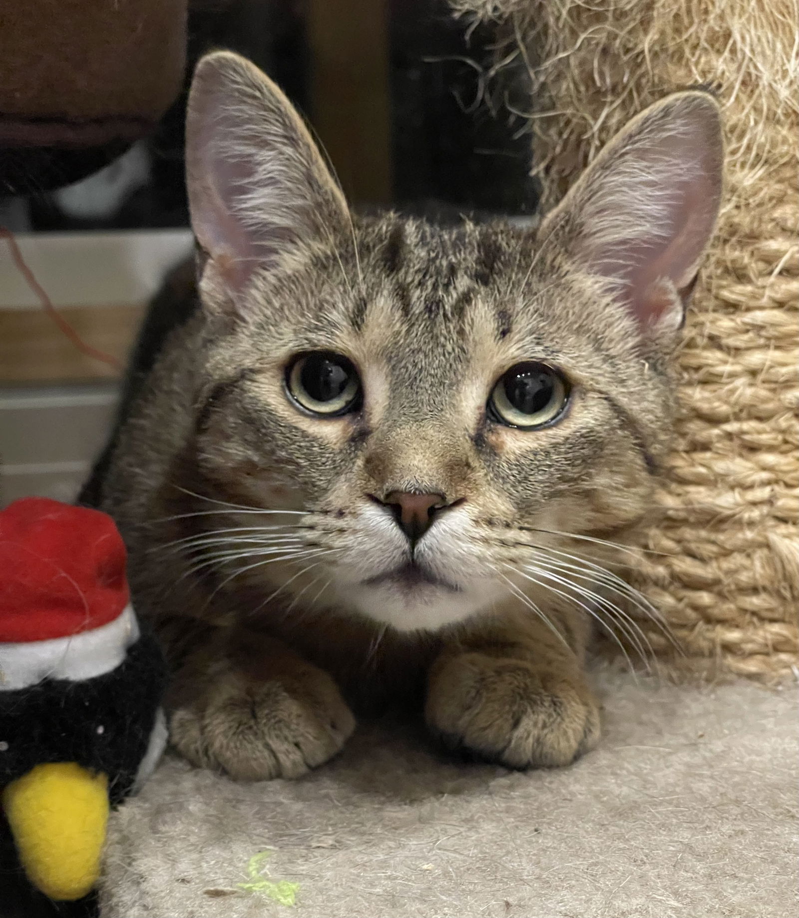 adoptable Cat in Markham, ON named KitKat