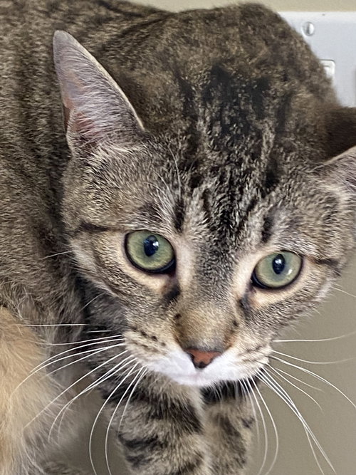 PEPPER - Domestic Short Hair available for adoption