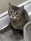 Pepper - Photo 3