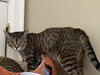 Pepper - Photo 4