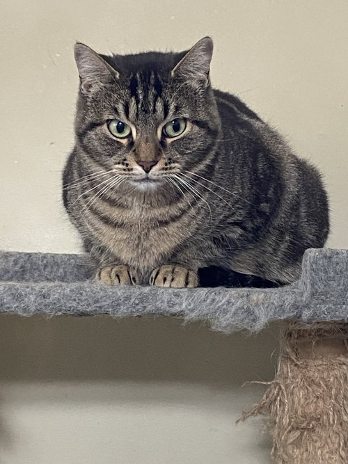 LIBBY - SPONSORED BY LIEAH - Domestic Short Hair available for adoption