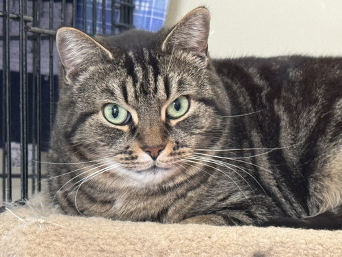 LIBBY - SPONSORED BY LIEAH - Domestic Short Hair available for adoption