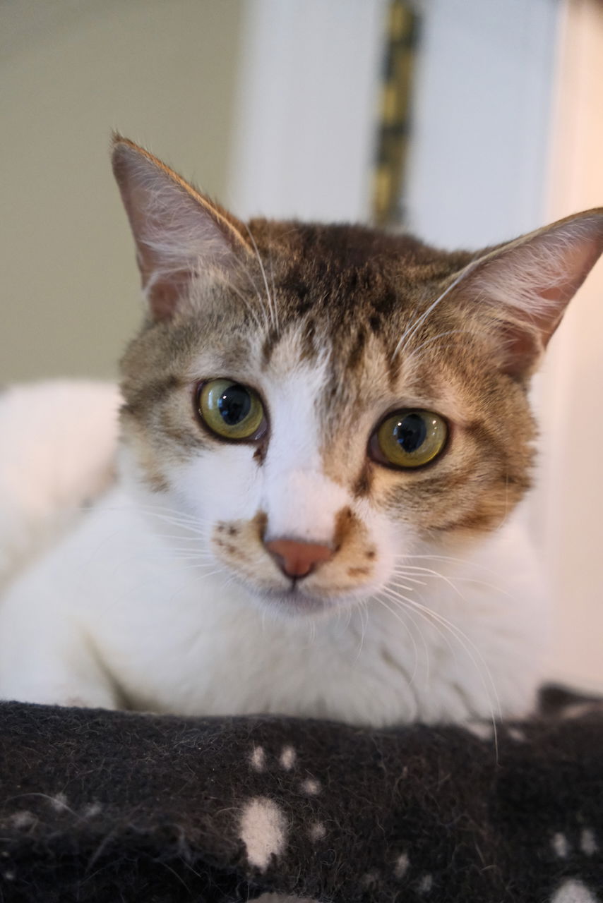 adoptable Cat in Markham, ON named Alix