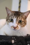 adoptable Cat in , ON named Alix