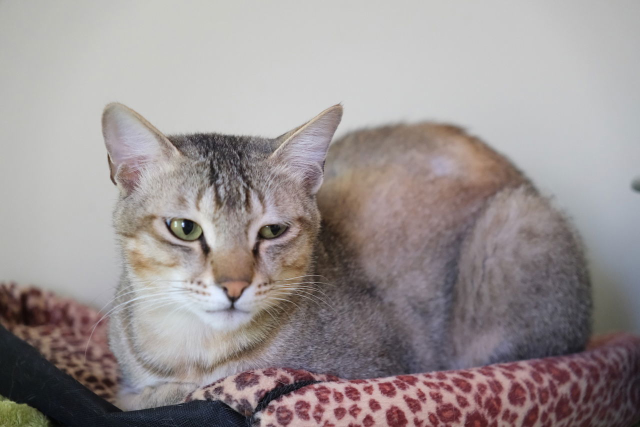 adoptable Cat in Markham, ON named Felix