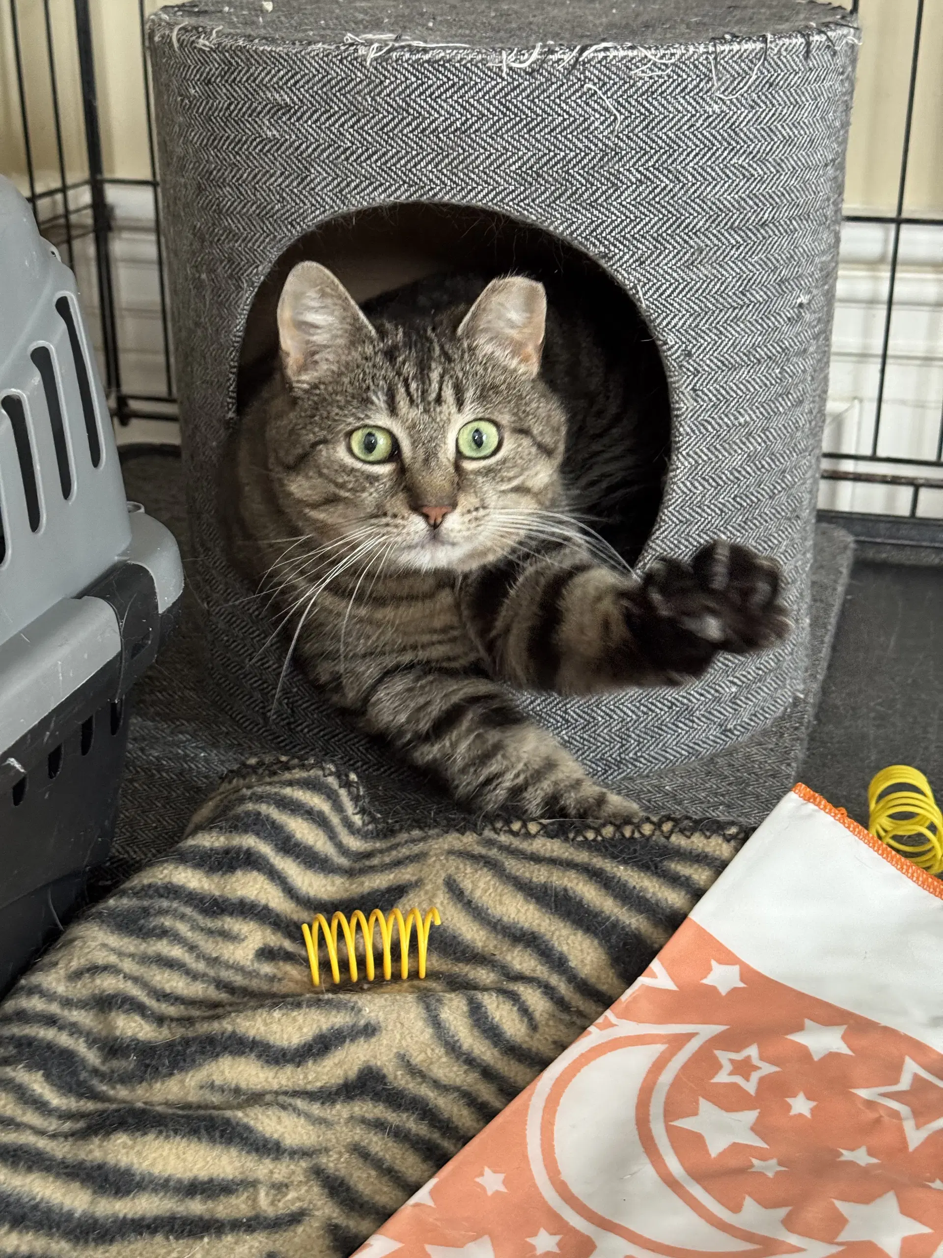 Mindy - Sponsored By Alice - Domestic Short Hair