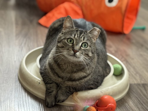 Photo of Mindy - Sponsored by Alice