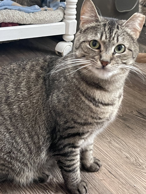 MINDY - SPONSORED BY ALICE - Domestic Short Hair available for adoption